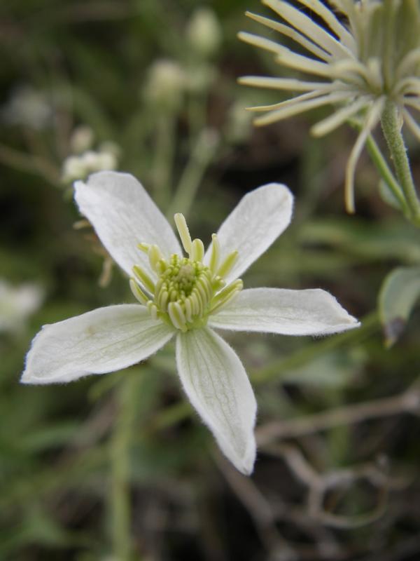 Image of Clematis songorica specimen.