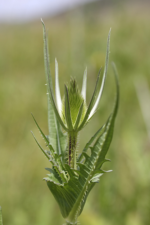 Image of Dipsacus laciniatus specimen.