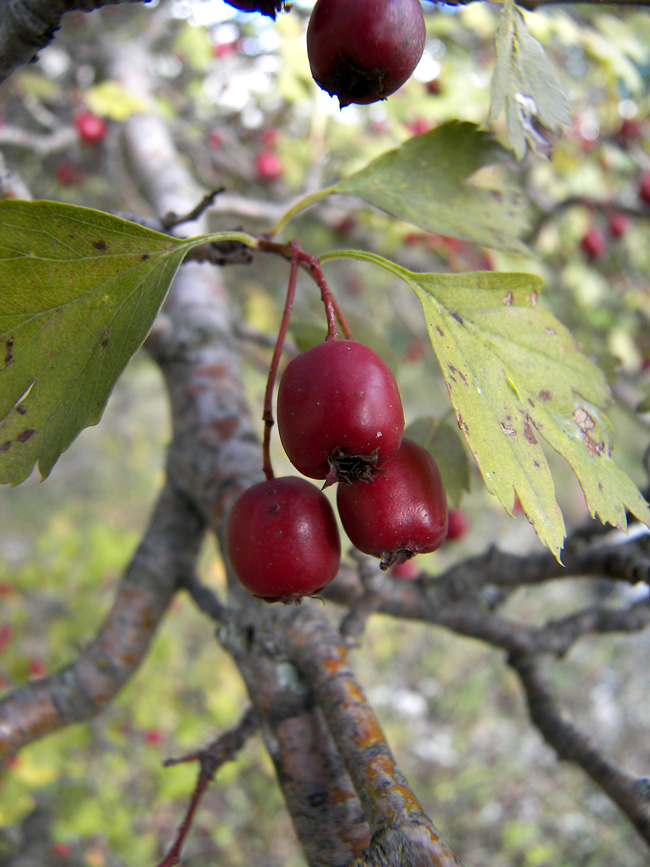 Изображение особи род Crataegus.