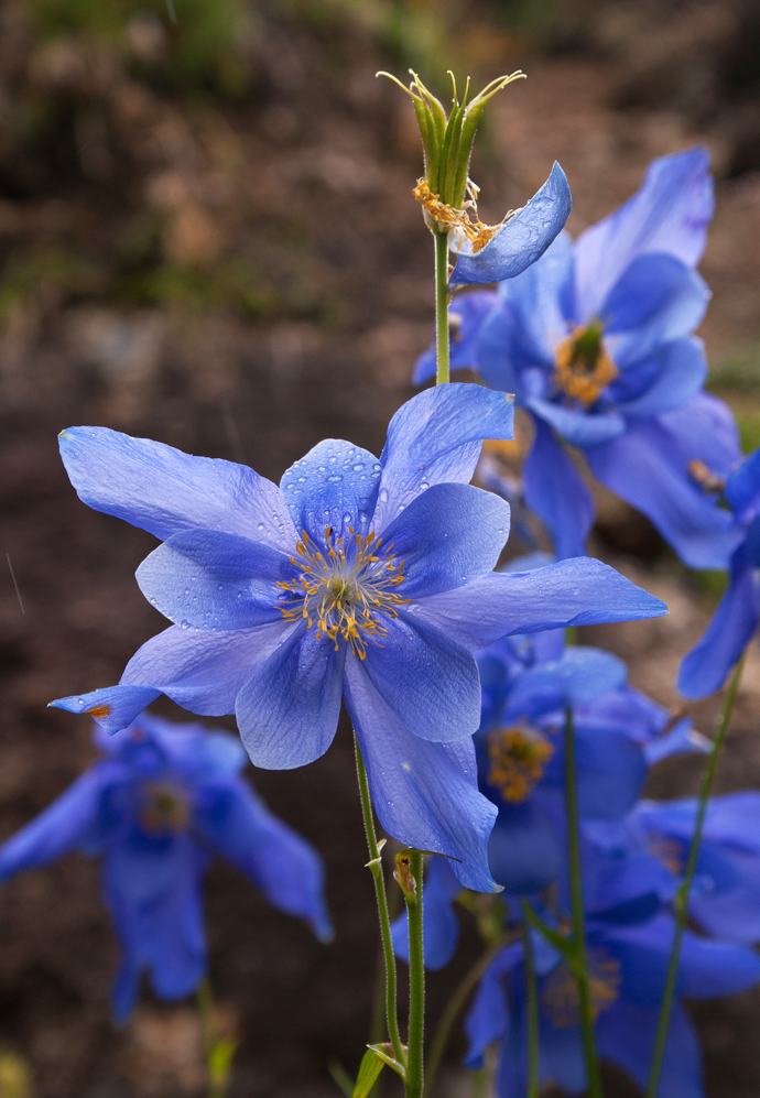 Image of Aquilegia glandulosa specimen.