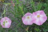 Convolvulus chinensis