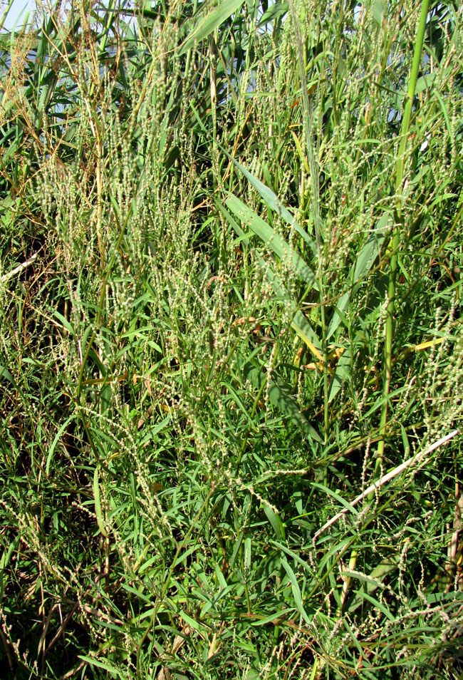 Image of Atriplex intracontinentalis specimen.