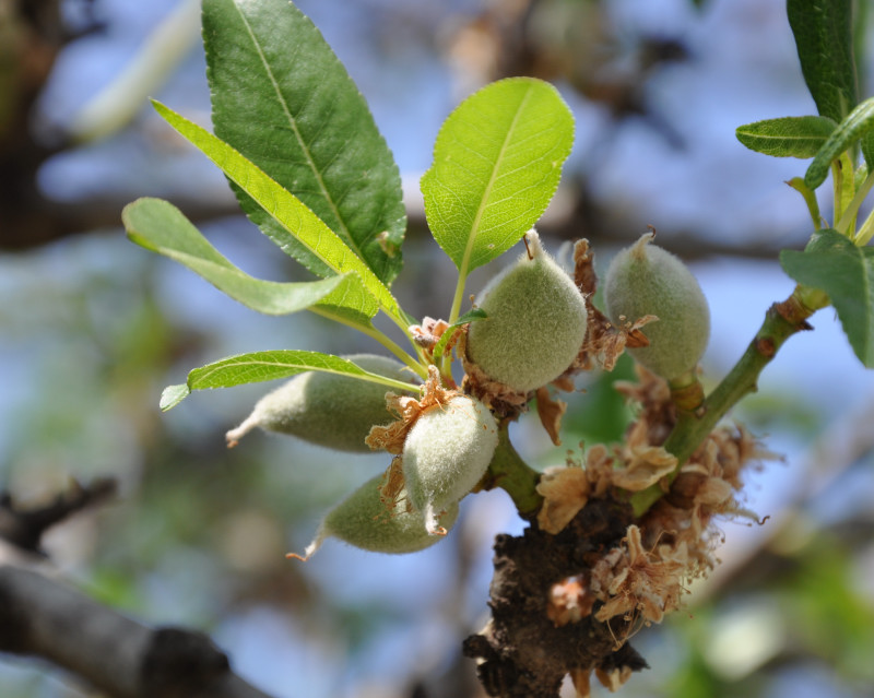 Изображение особи Amygdalus communis.