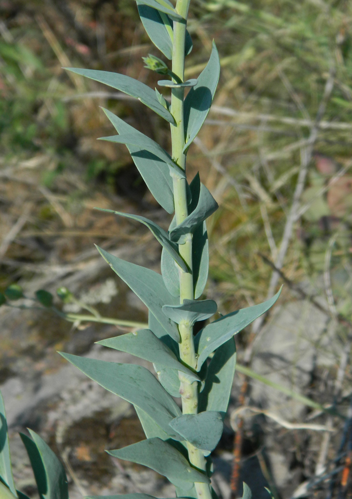 Image of Linaria genistifolia specimen.