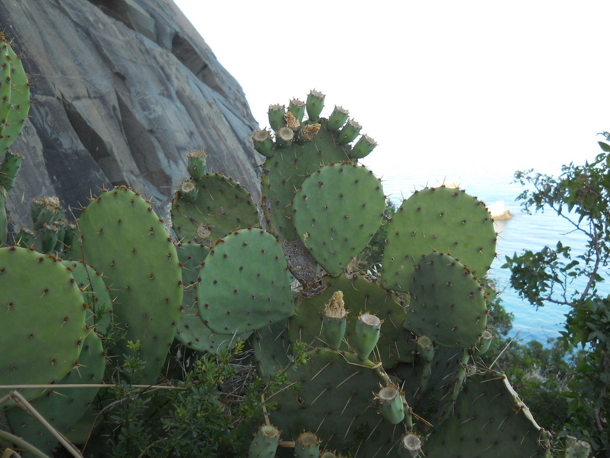 Image of Opuntia engelmannii ssp. lindheimeri specimen.