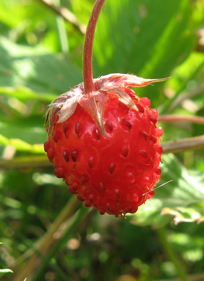 Image of Fragaria vesca specimen.