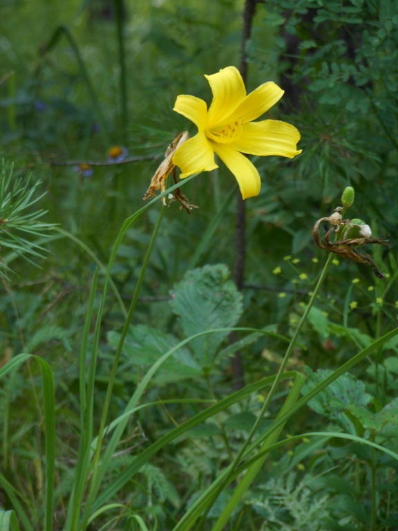 Изображение особи Hemerocallis minor.