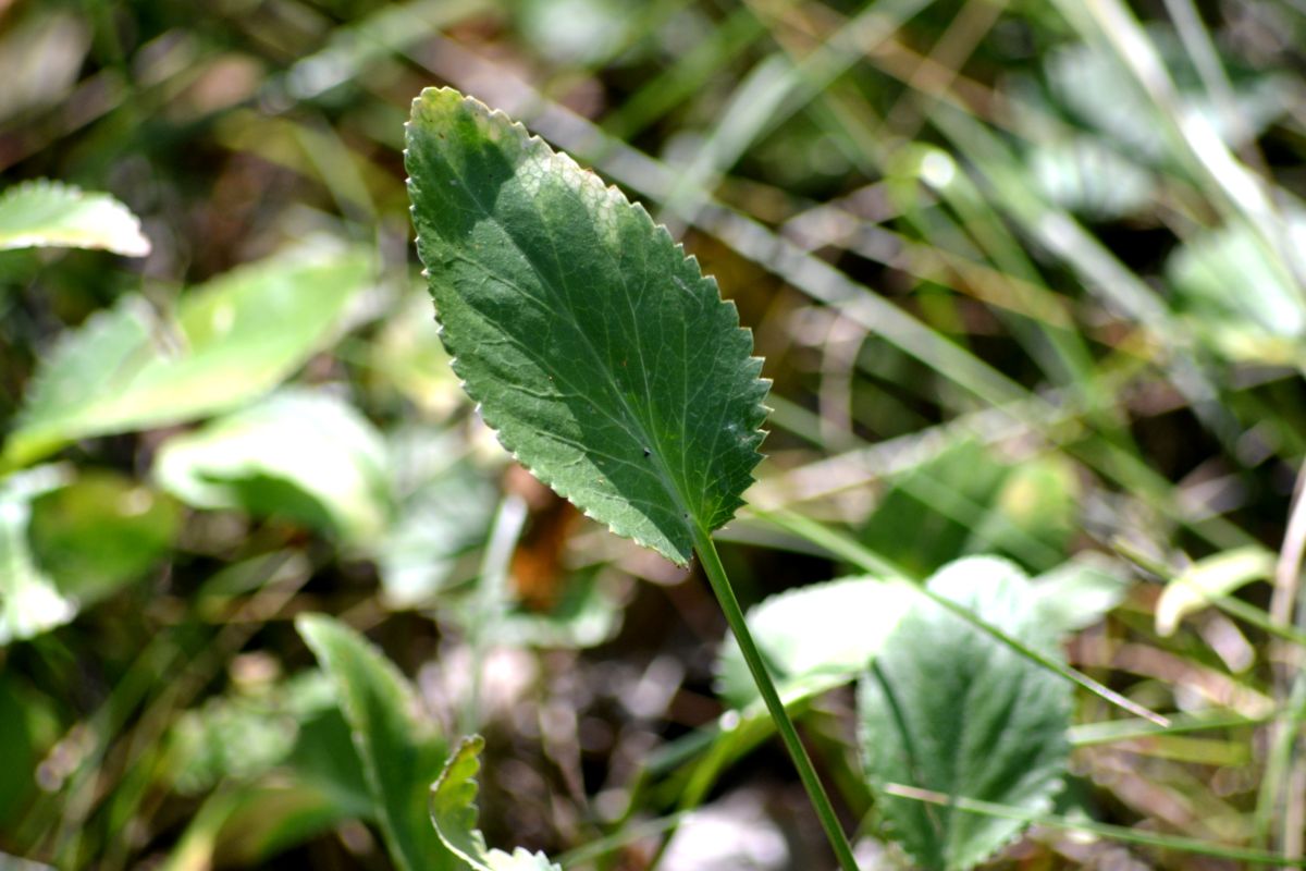 Image of Eryngium planum specimen.