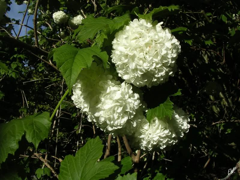 Изображение особи Viburnum opulus f. roseum.