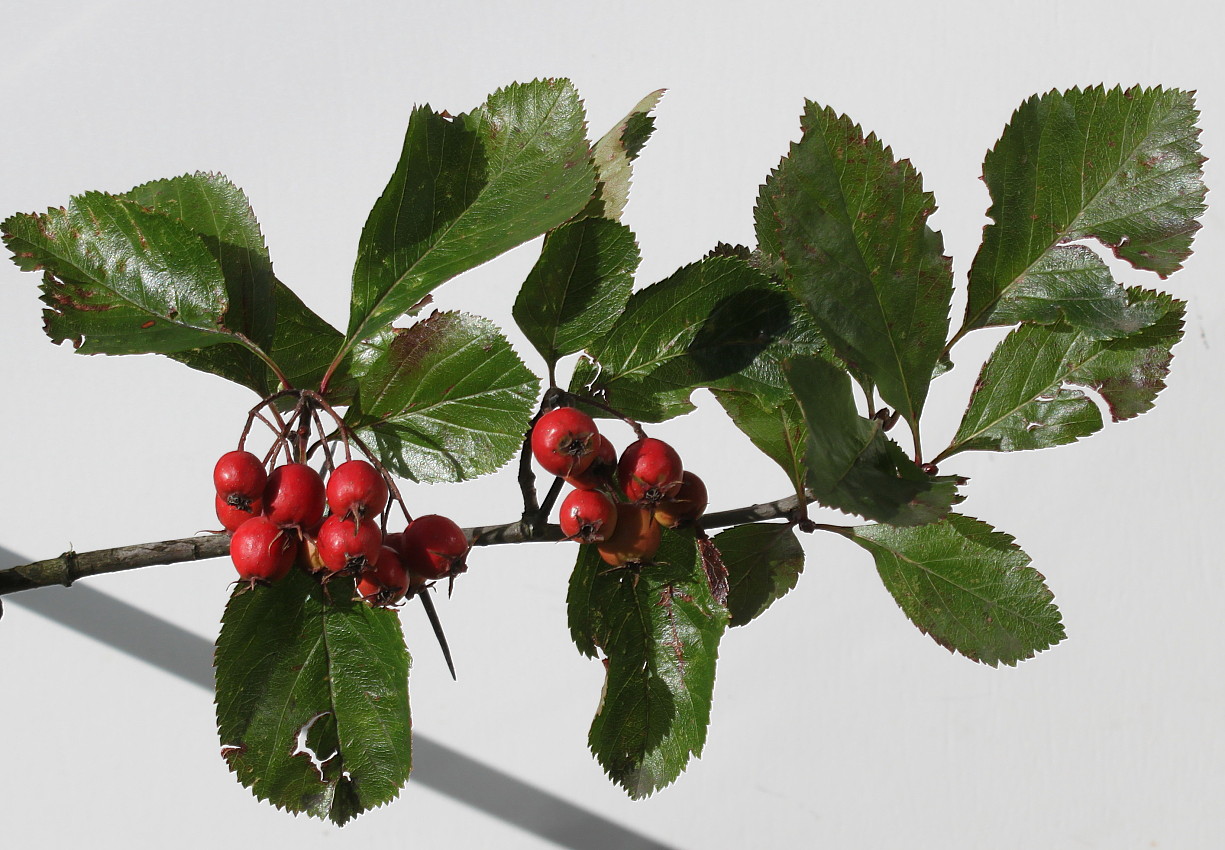 Image of genus Crataegus specimen.