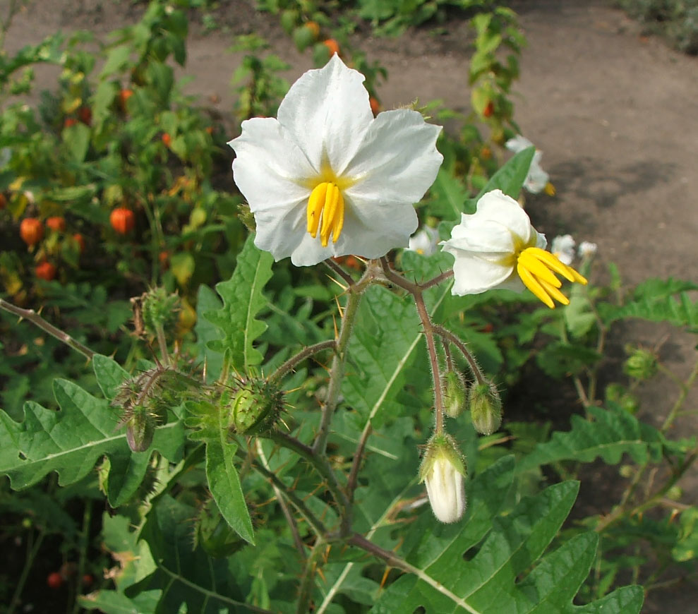 Image of Solanum sisymbriifolium specimen.