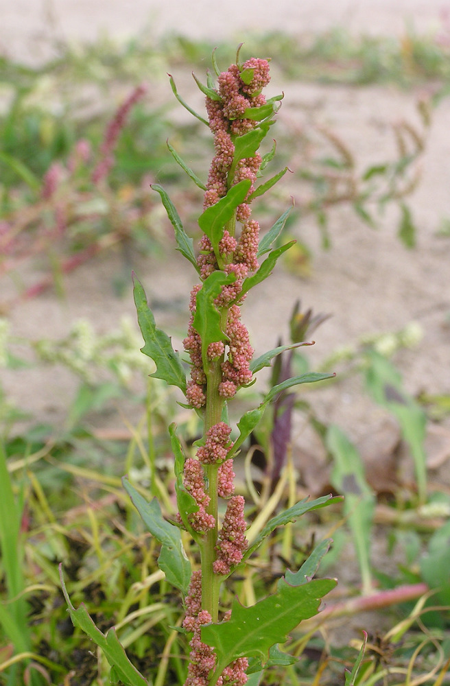 Image of Oxybasis rubra specimen.