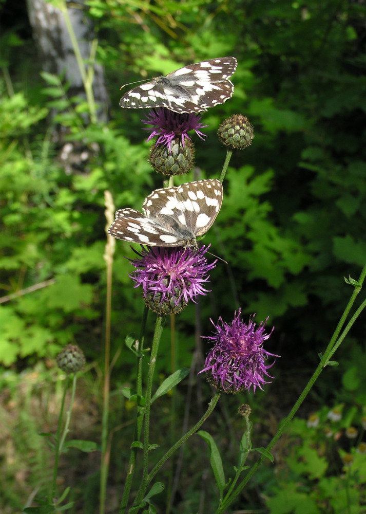 Изображение особи Centaurea scabiosa.