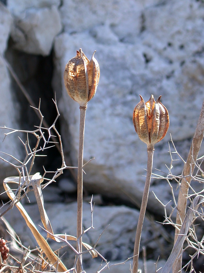 Image of Tulipa agenensis specimen.