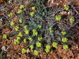 Euphorbia petrophila. Цветущее растение. Крым, степь в окр. Севастополя. 4 мая 2009 г.