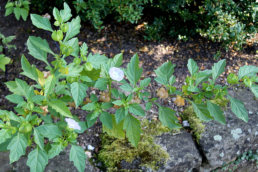 Image of Nicandra physalodes specimen.