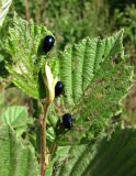 Alnus incana. Верхушка побега с питающимися на листьях жуками листоедами Agelastica alni (CHrysomelidae). Архангельская обл., Вельский р-н, окр. пос. Усть-Шоноша, рудеральное местообитание. 14.08.2012.