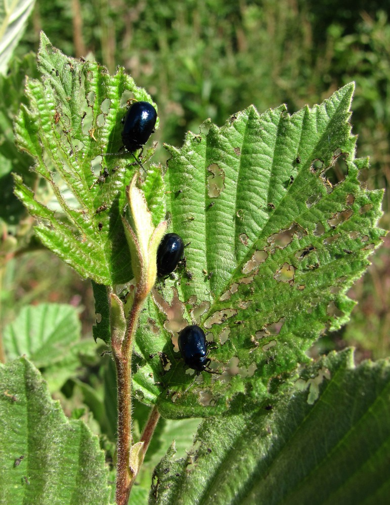 Изображение особи Alnus incana.