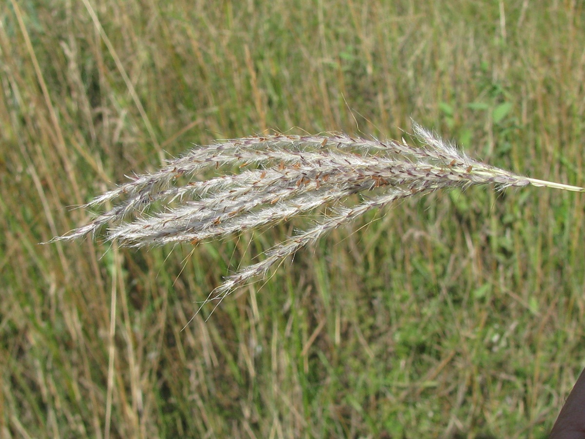 Image of Bothriochloa ischaemum specimen.