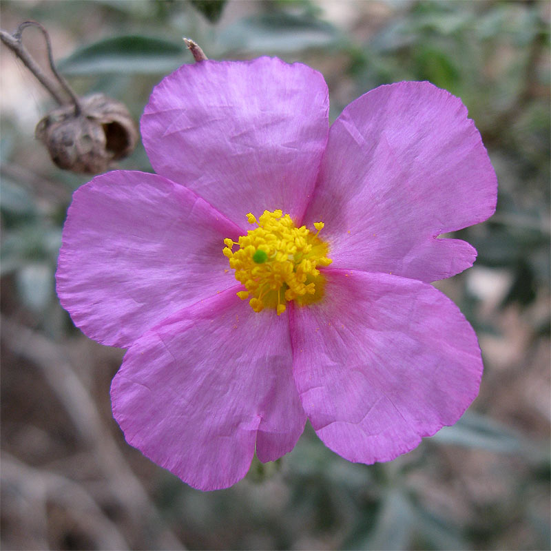 Image of Helianthemum vesicarium specimen.