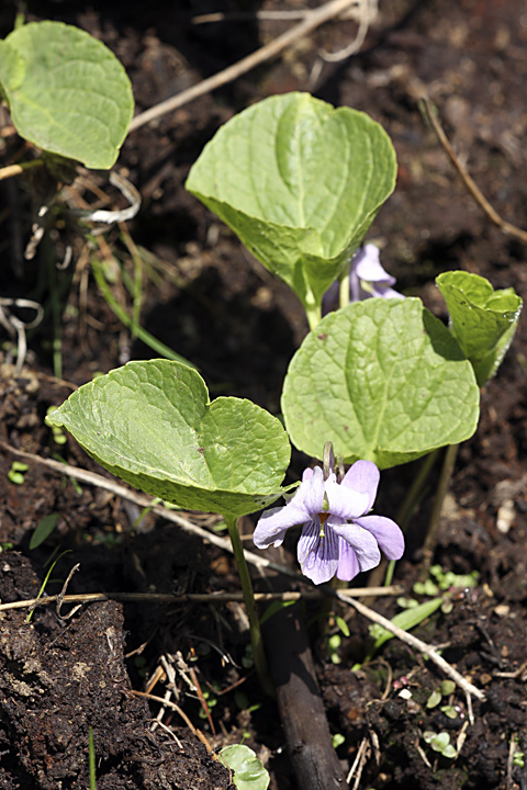 Изображение особи Viola epipsila.