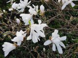 Magnolia stellata