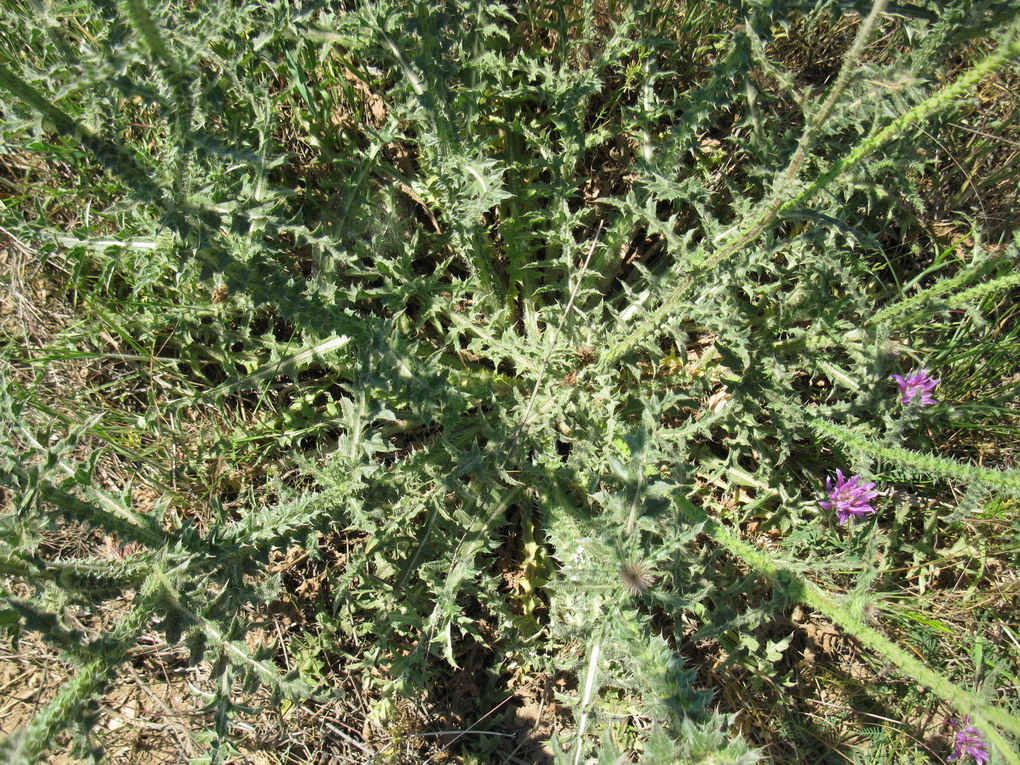 Image of Carduus uncinatus ssp. davisii specimen.