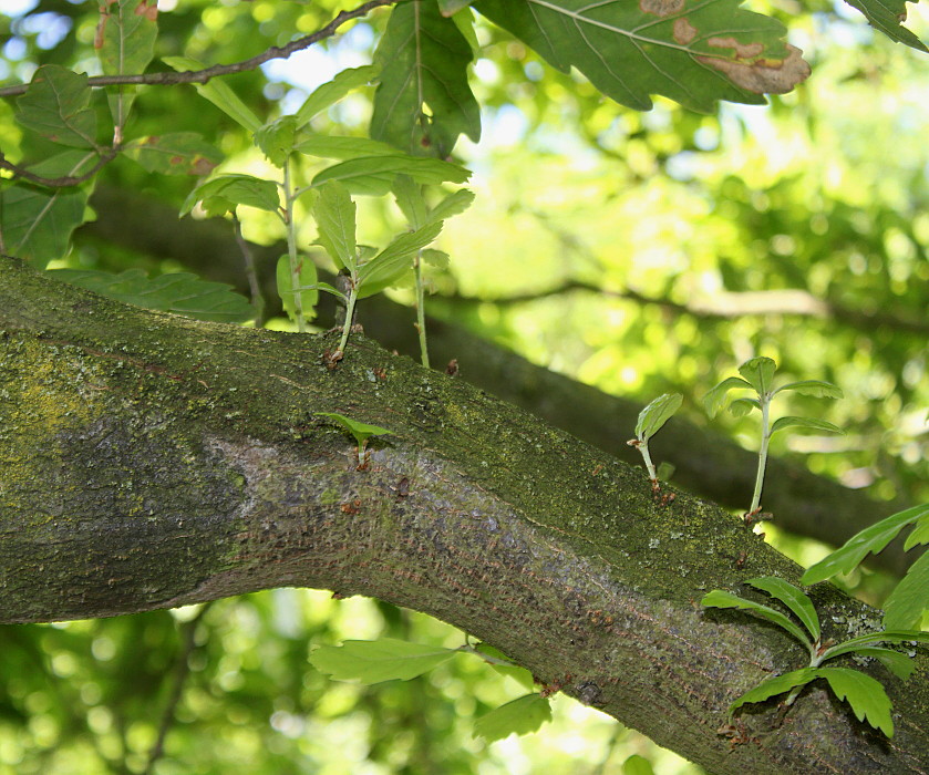 Изображение особи Quercus &times; hispanica.