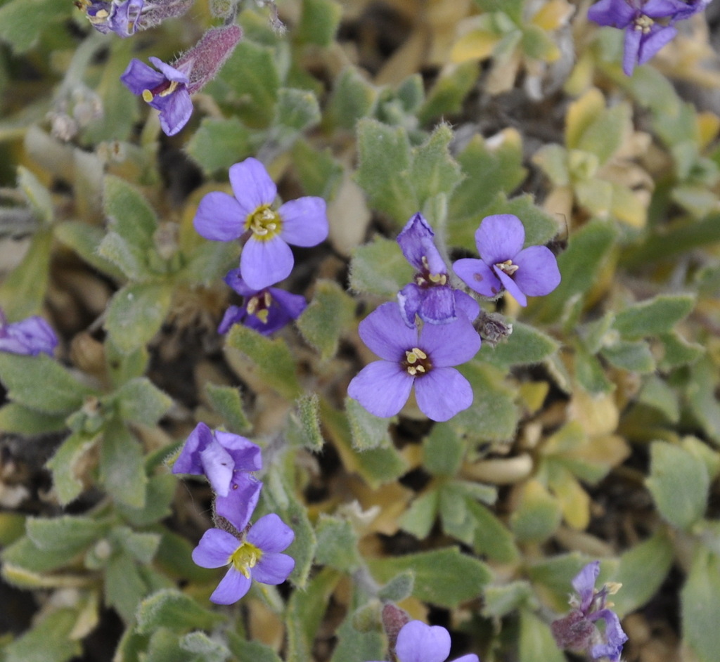 Image of Aubrieta thessala specimen.