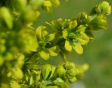 Veratrum lobelianum. Часть соцветия. Тульская обл., Плавский р-н, окр. пос. Молочные Дворы, овраг. 11.06.2013.