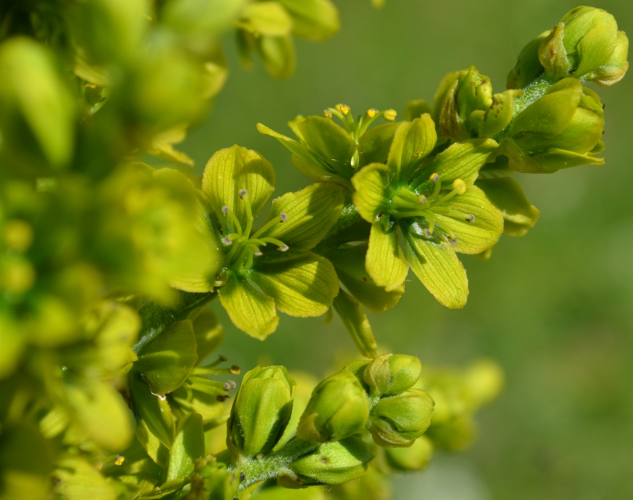 Изображение особи Veratrum lobelianum.