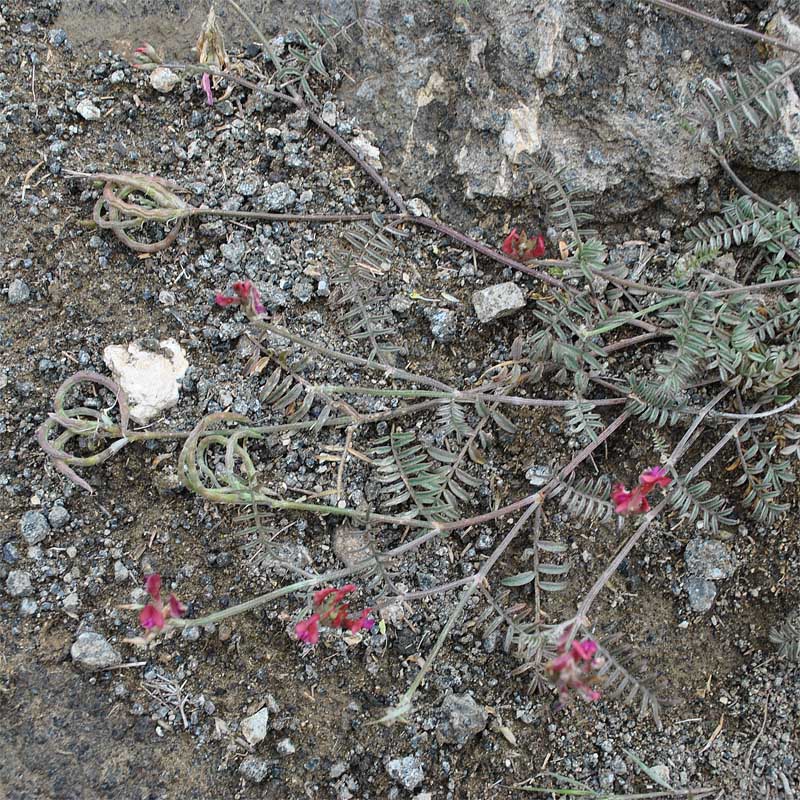 Изображение особи Astragalus ornithopodioides.