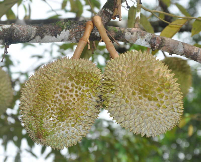 Image of Durio zibethinus specimen.