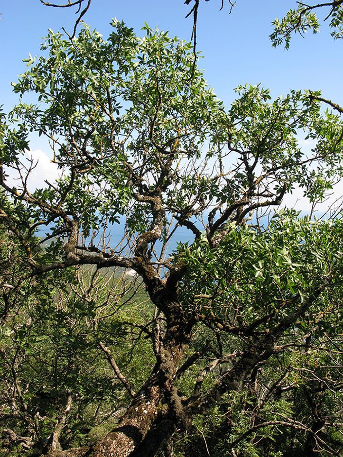 Image of Pistacia mutica specimen.