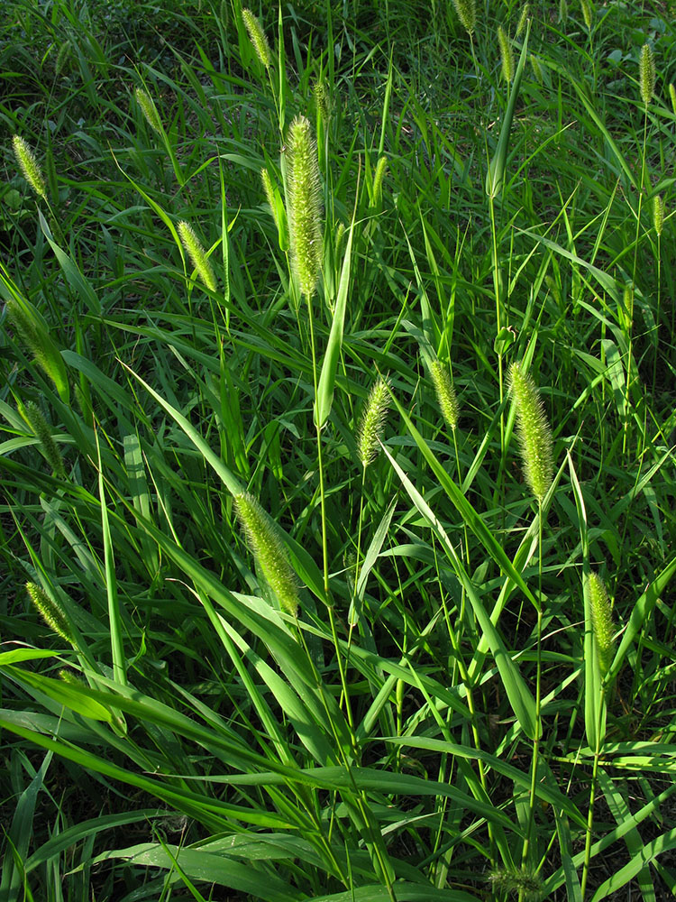 Image of Setaria viridis specimen.