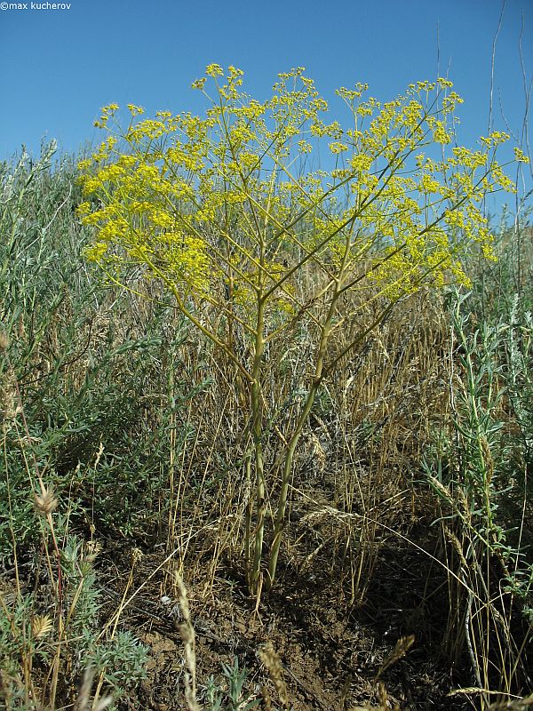 Image of Ferula caspica specimen.