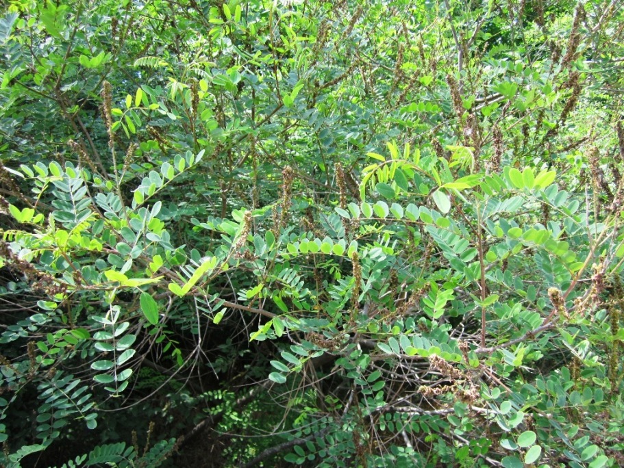 Image of Amorpha fruticosa specimen.