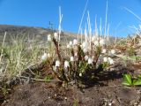 Смотреть изображение Cassiope tetragona