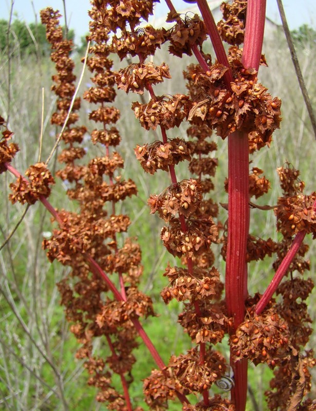 Image of Rumex stenophyllus specimen.