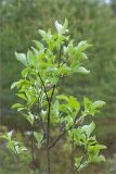 genus Salix. Верхушка плодоносящего растения. Карелия, восточный берег оз. Топозеро. 11.06.2013.