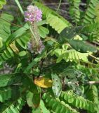 Uraria crinita. Верхушка цветущего растения. Таиланд, остров Пханган. 24.06.2013.