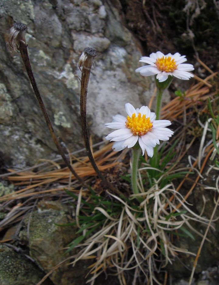 Image of Arctogeron gramineum specimen.