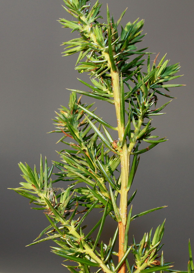 Image of Juniperus conferta specimen.