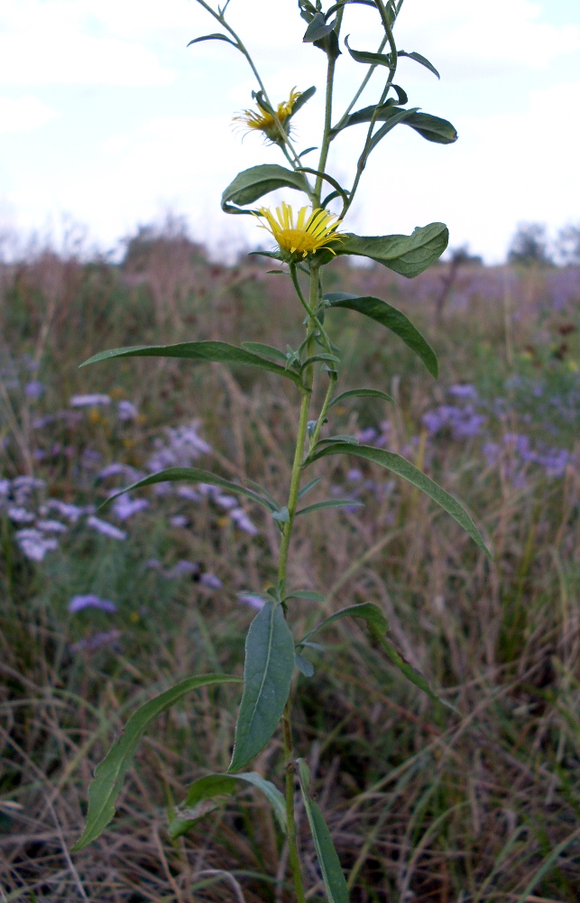 Изображение особи Inula britannica.