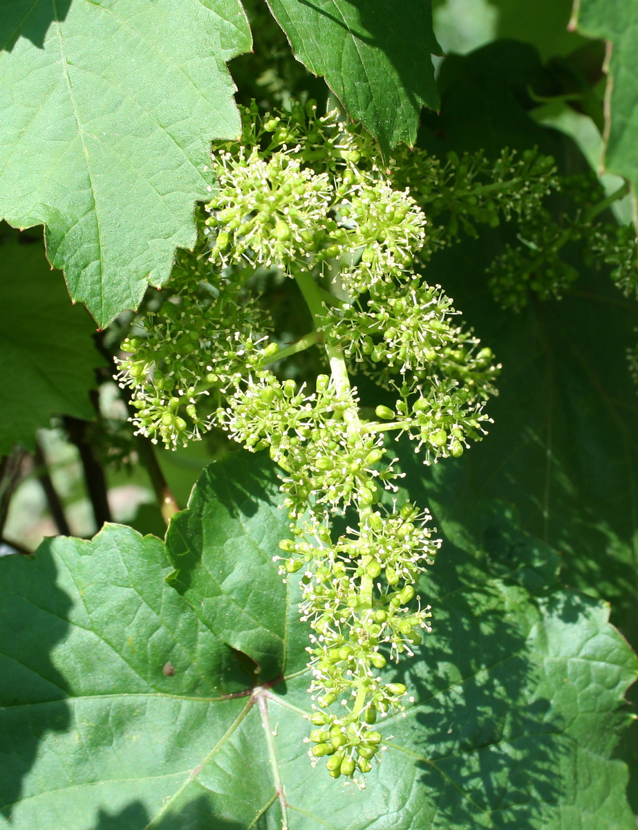 Image of genus Vitis specimen.