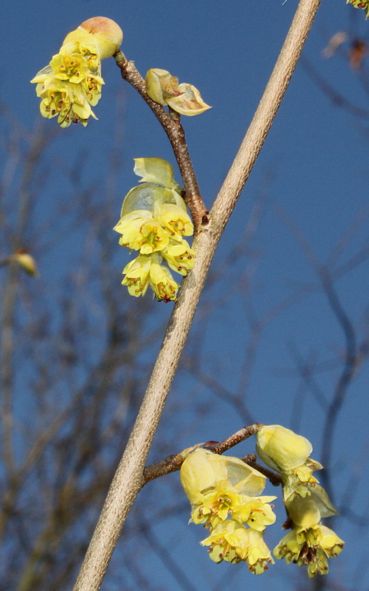 Image of Corylopsis sinensis specimen.