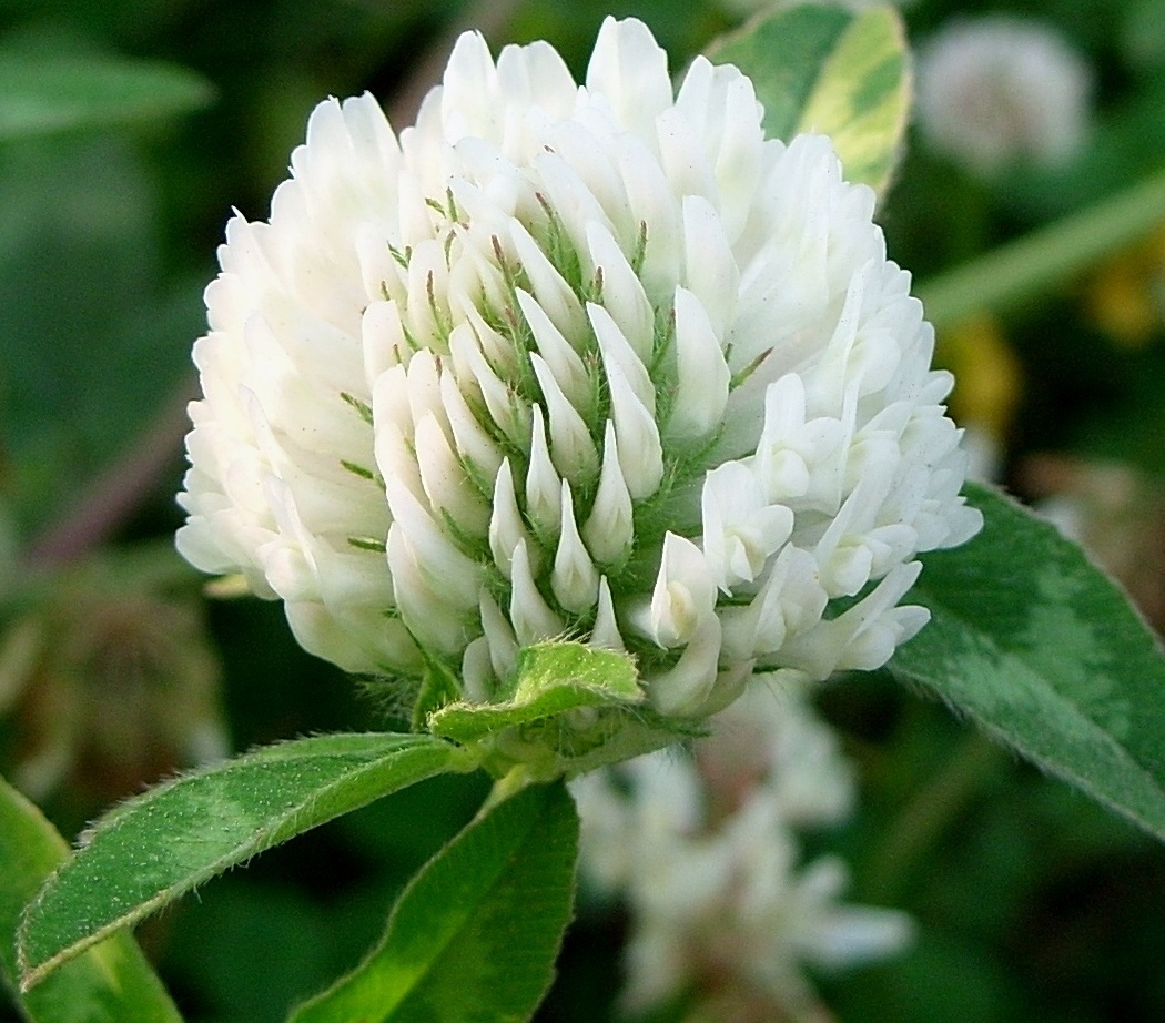 Изображение особи Trifolium pratense.