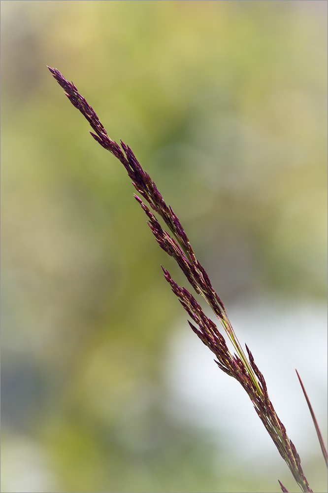 Изображение особи род Agrostis.