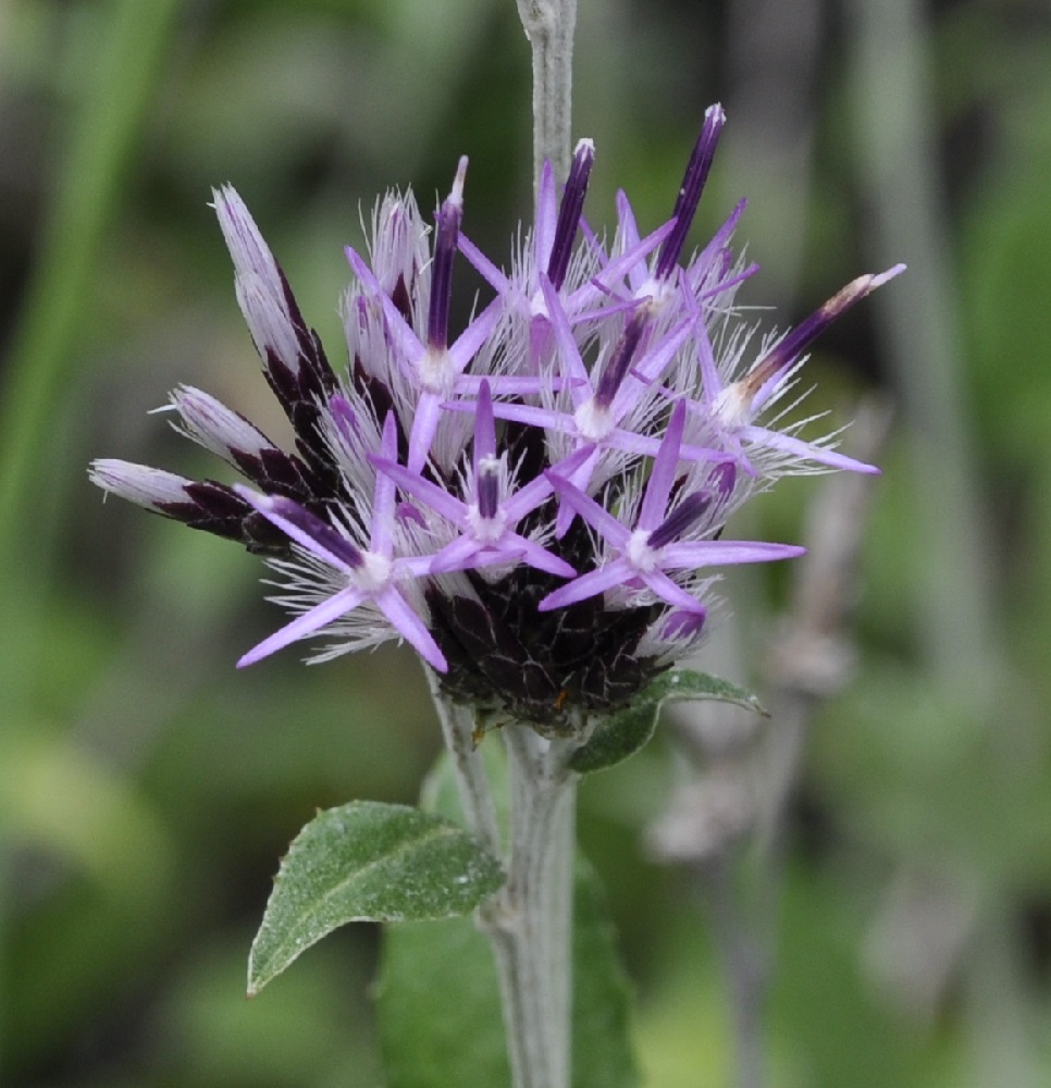 Image of Staehelina uniflosculosa specimen.