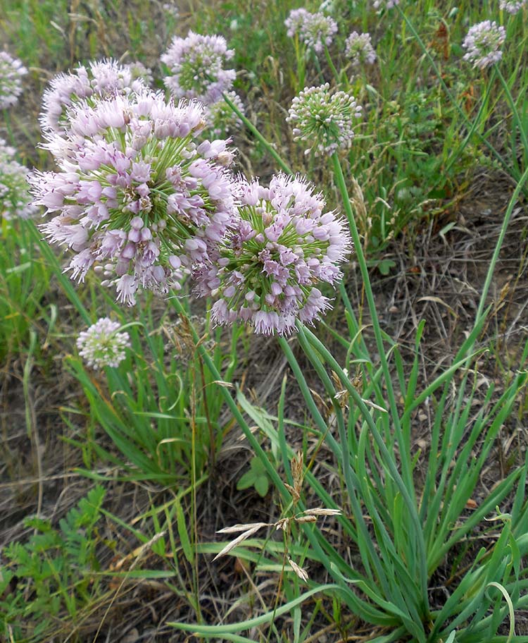 Image of Allium senescens specimen.